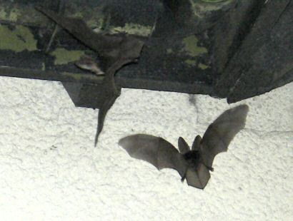 Drawing of Natterer's Bat