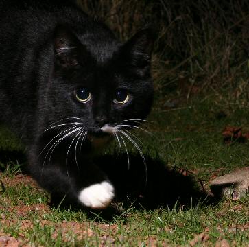 Cat around midnight 8 Mar 2004