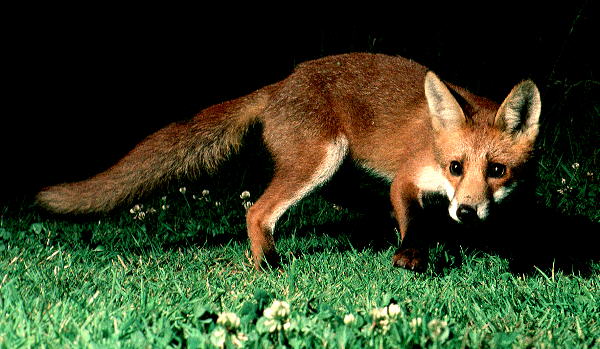 Young Fox
