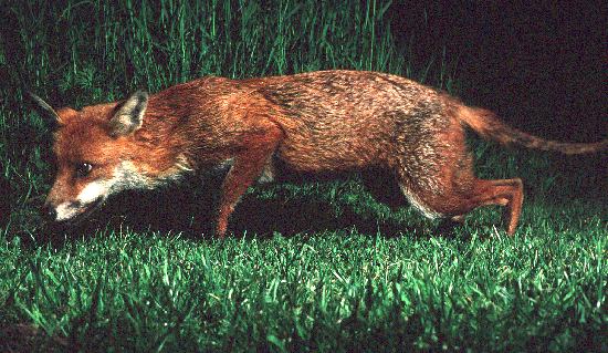 Adult Fox