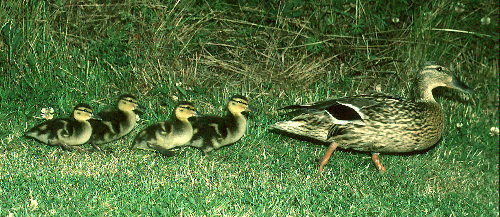 Duck & Duckling