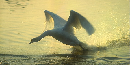 Mute Swan Takeoff