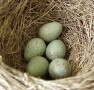Blackbird Nest with Eggs
